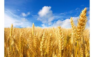 До кінця війни – 10% на всі мініатюри